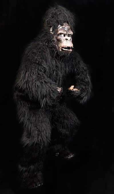Gorilla