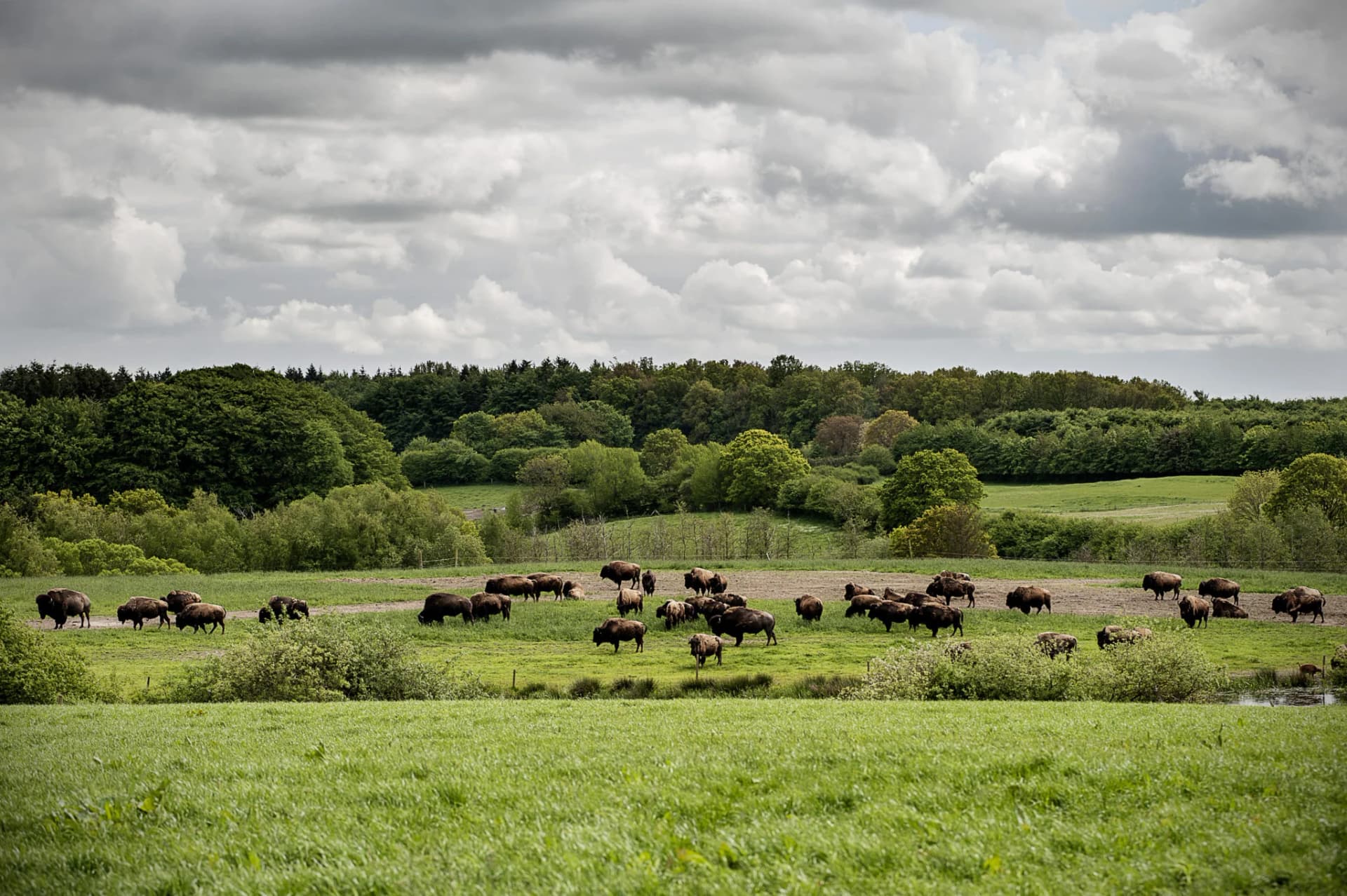 Ditlevsdal Bisonfarm 2