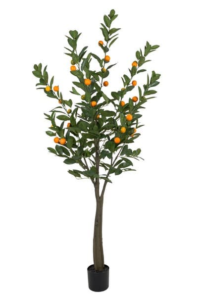 Citrus træ/ Citrus tree - 180 cm