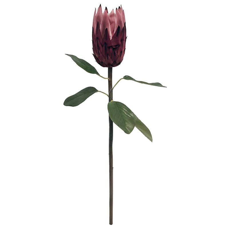 Protea blomst pink