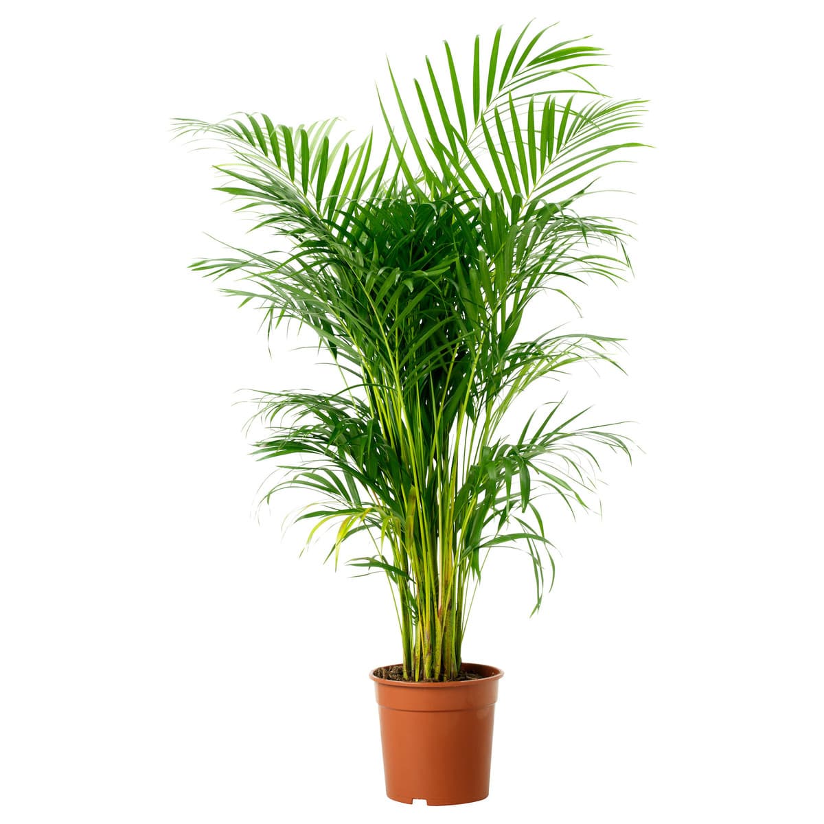 Planter til leje